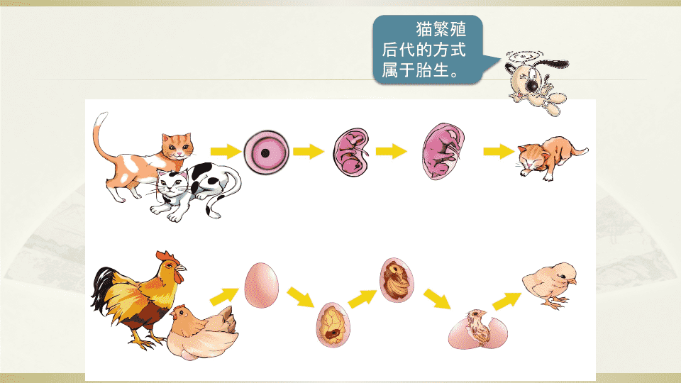 胎生动物生长顺序图片图片